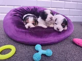 Mini Mini Morkie Yavruları