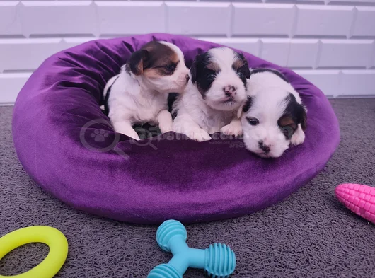 Mini Mini Morkie Yavruları