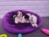 Mini Mini Morkie Yavruları