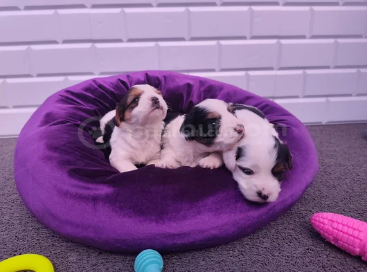 Mini Mini Morkie Yavruları görsel