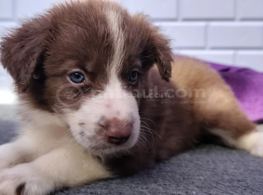 A Kalite Irk Garantili Border Collie Yavrularım görsel