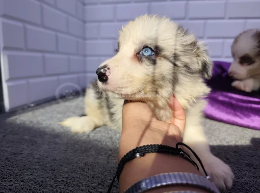 A Kalite Irk Garantili Border Collie Yavrularım görsel