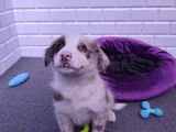 A Kalite Irk Garantili Border Collie Yavrularım