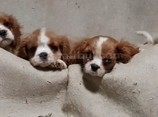 A Plus  Orjinal Cavalier Yavrularımız görsel