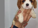 A plus  Orjinal cavalier Yavrularımız
