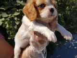 A Plus  Orjinal Cavalier Yavrularımız