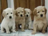 A Plus Golden Yavrular