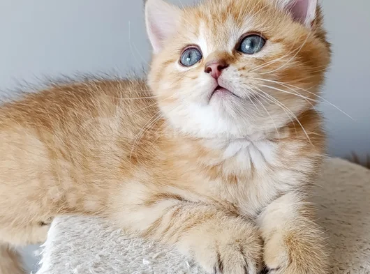 Sevimli Bir Yakışıklı görsel
