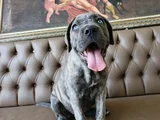 Mavi Cam Göz  Blue Brindle