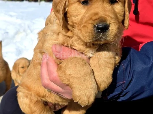 Bebek Yüzlü American Golden Yavrularımız
