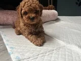 Kg Garanti̇li̇ Erkek Di̇şi̇ Toy Poodle Bebekler