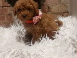 Kg Garanti̇li̇ Erkek Di̇şi̇ Toy Poodle Bebekler