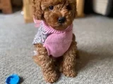 KG GARANTİLİ ERKEK DİŞİ TOY POODLE BEBEKLER