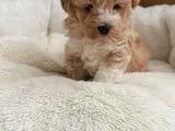 Bal Kopugu Maltipoo Yavrular