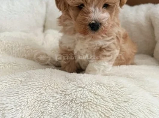 Bal Kopugu Maltipoo Yavrular görsel