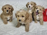 Bal Kopugu Maltipoo Yavrular