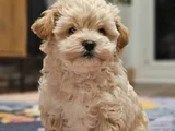 Bal Kopugu Maltipoo Yavrular