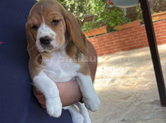45 Günlük Yavru görsel