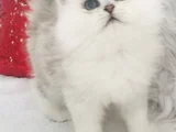 Longhair Güzel Bebe