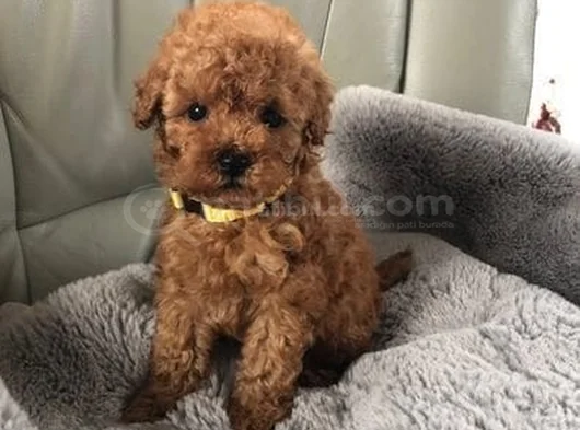 Kg Garanti̇li̇ Erkek Di̇şi̇ Toy Poodle Bebekler görsel