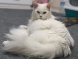 2 Yaşında Dişi Mainecoon