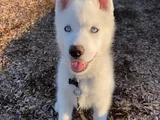 Bembeyaz Dünya Güzeli̇ Si̇bi̇rya Kurdu Husky Yavrum