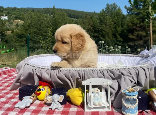 Baby Face Safkan Golden Retriever Yavrularımız görsel