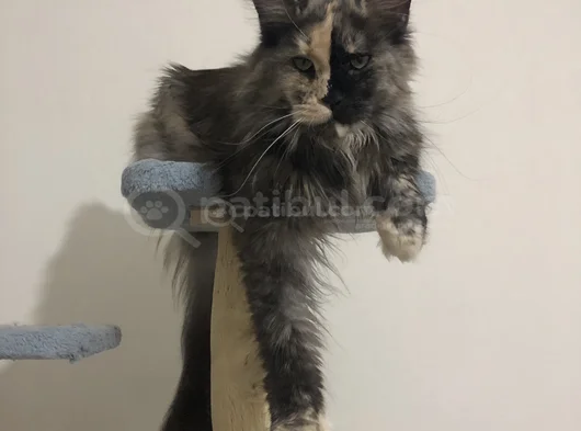 3 Yaşında Dişi Mainecoon görsel