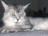 Erkek Mainecoon 2 Yaşında Secereli