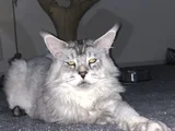 Erkek Mainecoon 2 Yaşında Secereli