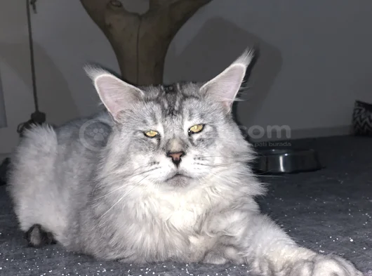 Erkek Mainecoon 2 Yaşında Secereli görsel