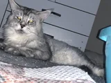 Erkek Mainecoon 2 Yaşında Secereli
