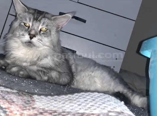 Erkek Mainecoon 2 Yaşında Secereli görsel