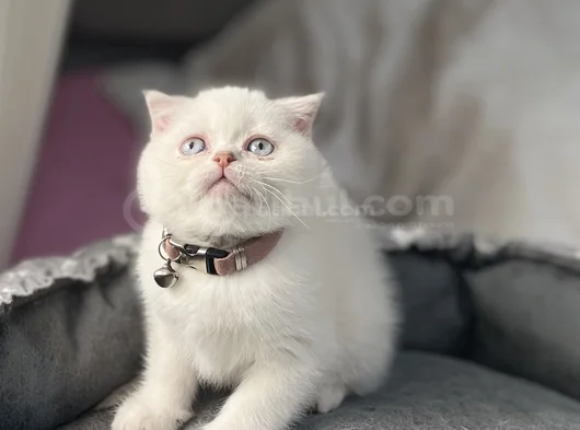 A Kali̇te Bebeler görsel