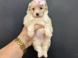 Çeşi̇t Çeşi̇t Malti̇poo Bebekleri̇mi̇z