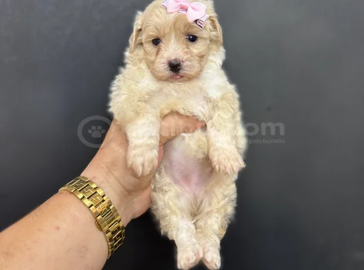 Çeşi̇t Çeşi̇t Malti̇poo Bebekleri̇mi̇z görsel