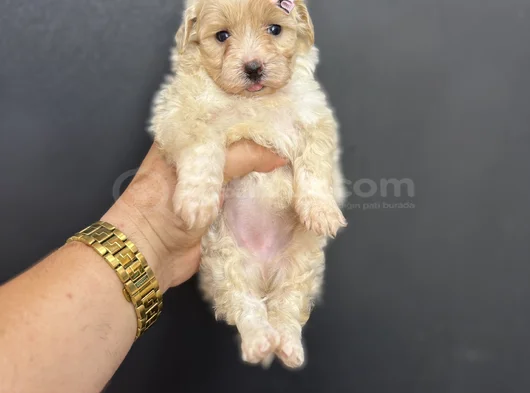 Çeşi̇t Çeşi̇t Malti̇poo Bebekleri̇mi̇z görsel
