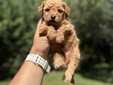 Sevi̇mli̇ Aşili Poodle Bebeği̇mi̇z