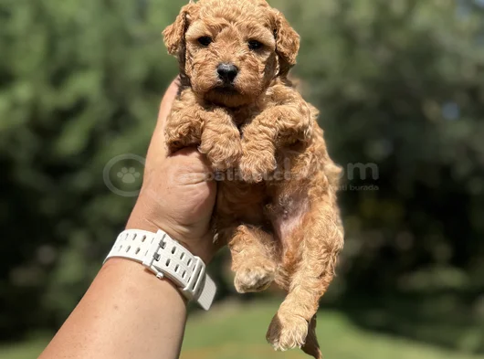 Sevi̇mli̇ Aşili Poodle Bebeği̇mi̇z görsel