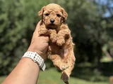 Sevi̇mli̇ Aşili Poodle Bebeği̇mi̇z