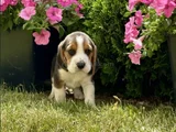 elizabet beagle yavrular ırk garantili