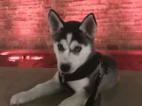 Türki̇yede Böyle Yavru Yok Müthi̇ş Husky Bebekler