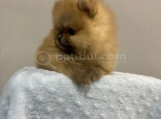 Üst Düzey Pomernian Boo görsel