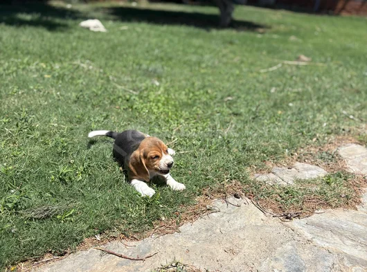 45 Günlük Yavru görsel