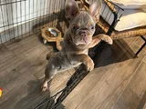 French Bulldog Yavrularımız