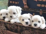 A Kalite Maltese Terrier Yavrularımız