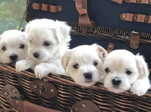 A Kalite Maltese Terrier Yavrularımız görsel