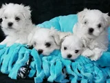 Kar Beyaz Maltese Terrier Yavru
