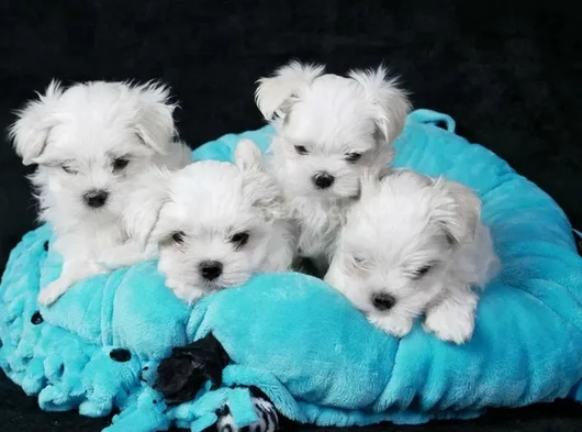 Kar Beyaz Maltese Terrier Yavru görsel