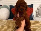 Kalite Tesadüf Değildir Gerçek Poodle Deneyimi Burada
